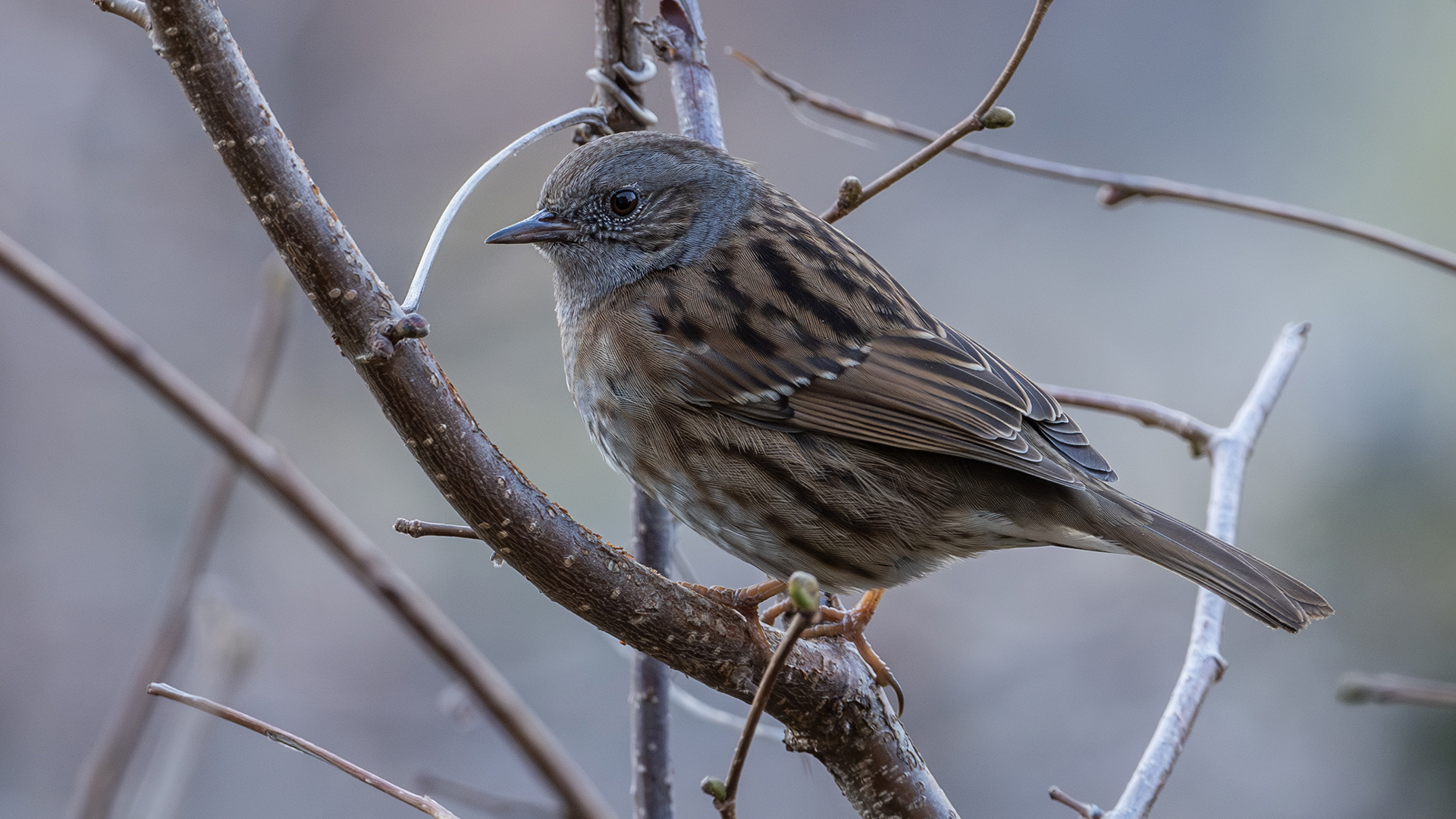 Dunnock — Ana fotoğraf